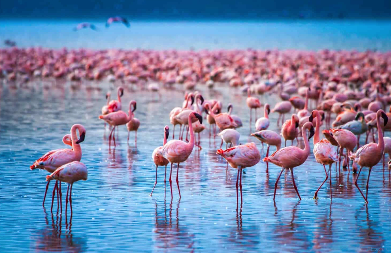 Почему фламинго розовые и стоят на одной ноге: самое подробное объяснение Почему фламинго розовые и стоят на одной ноге: самое подробное объяснение