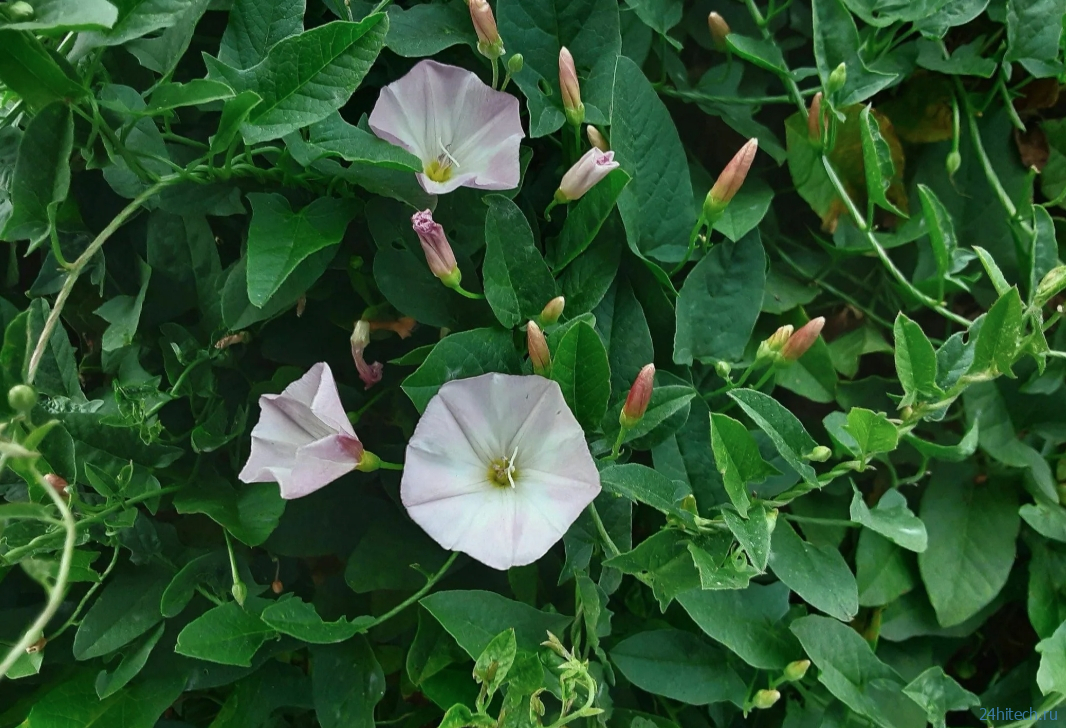 В чем разница между обычными растениями и сорняками? В чем разница между обычными растениями и сорняками?