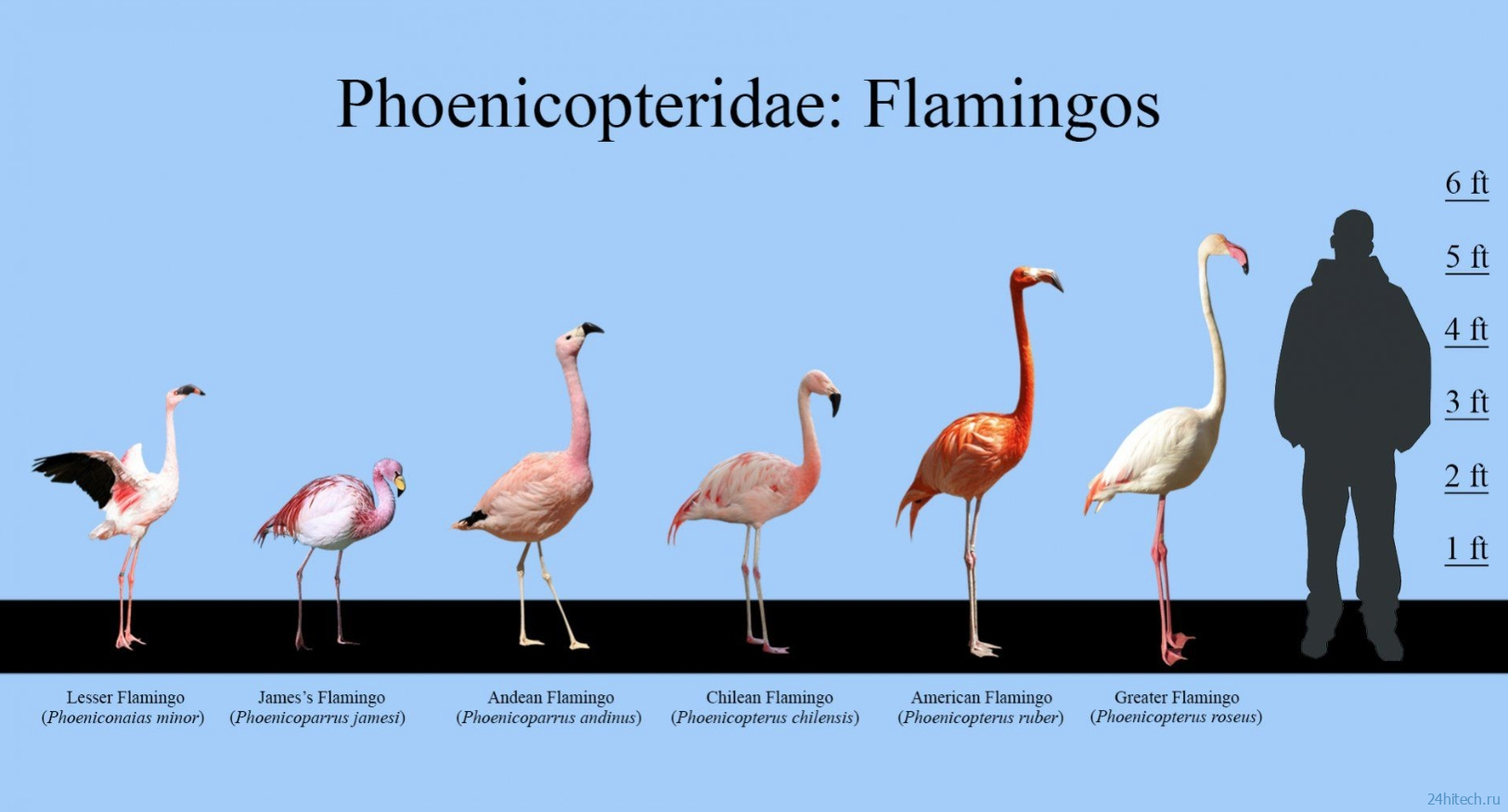 Почему фламинго розовые и стоят на одной ноге: самое подробное объяснение Почему фламинго розовые и стоят на одной ноге: самое подробное объяснение