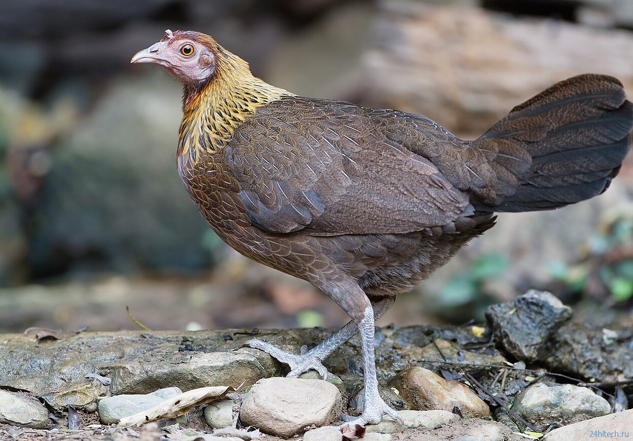 Почему мы едим именно куриц, а не других птиц? Почему мы едим именно куриц, а не других птиц?