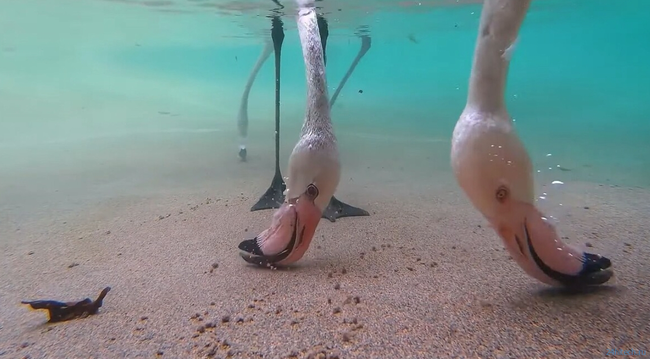 Почему фламинго розовые и стоят на одной ноге: самое подробное объяснение Почему фламинго розовые и стоят на одной ноге: самое подробное объяснение