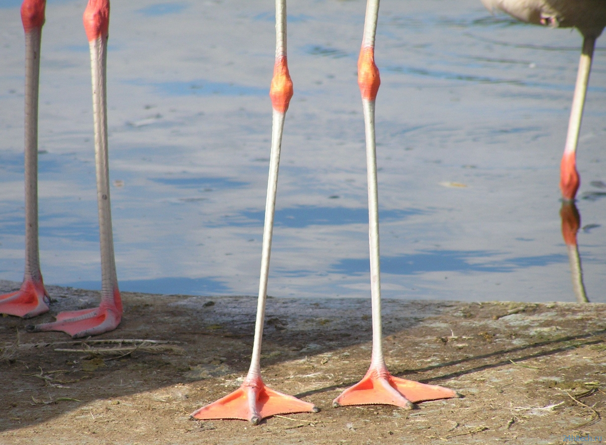 Почему фламинго розовые и стоят на одной ноге: самое подробное объяснение Почему фламинго розовые и стоят на одной ноге: самое подробное объяснение