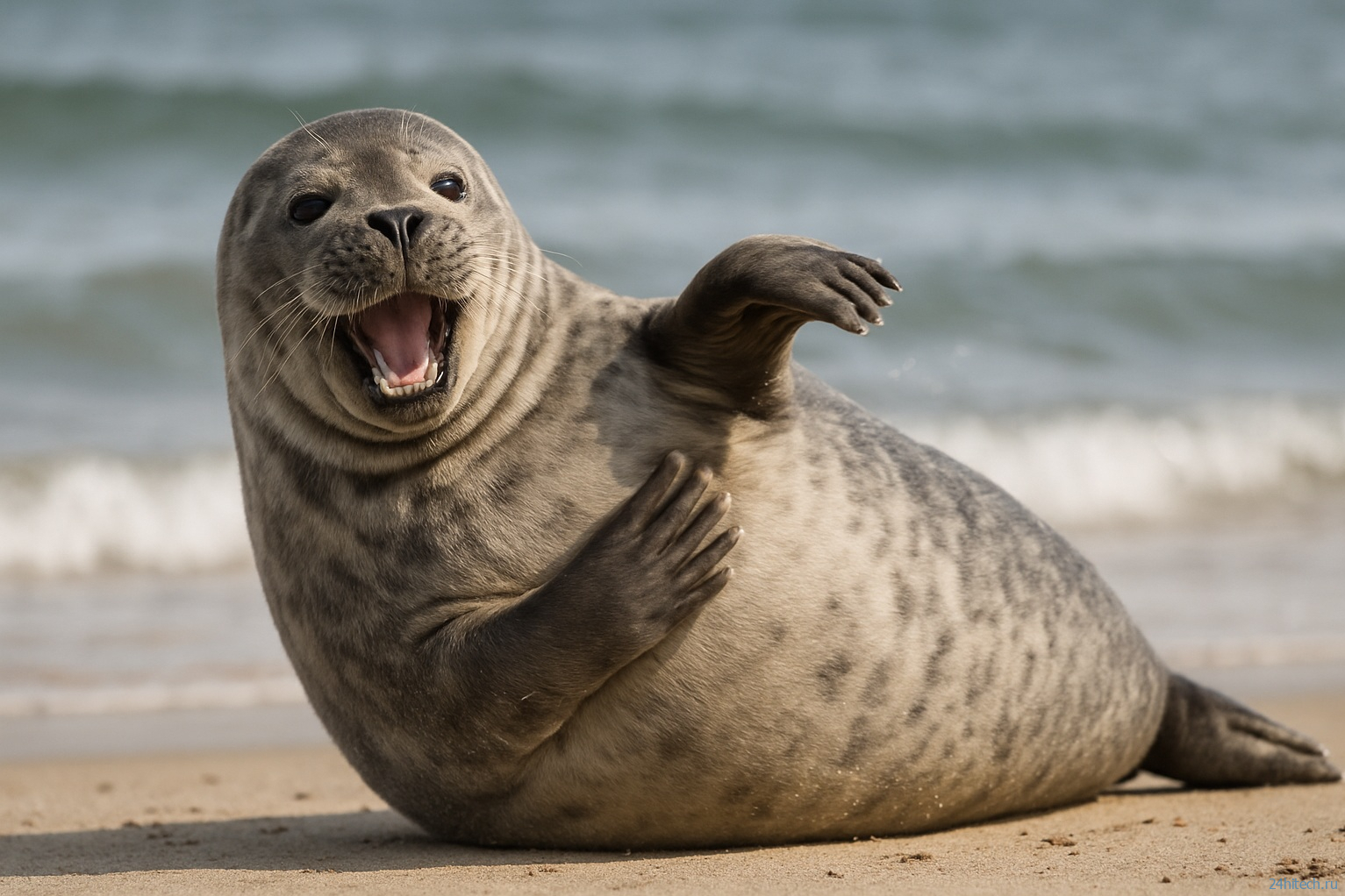 Почему тюлени хлопают себя по животу? Почему тюлени хлопают себя по животу?