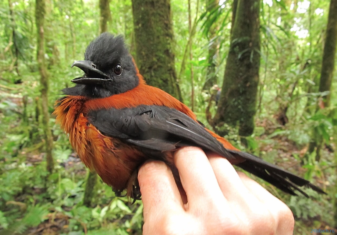 Какие динозавры были ядовитыми? Какие динозавры были ядовитыми?