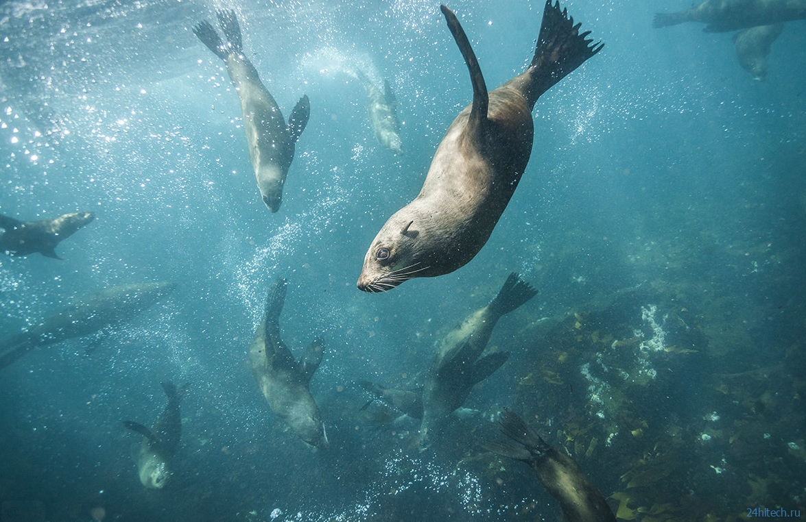 Почему тюлени хлопают себя по животу? Почему тюлени хлопают себя по животу?