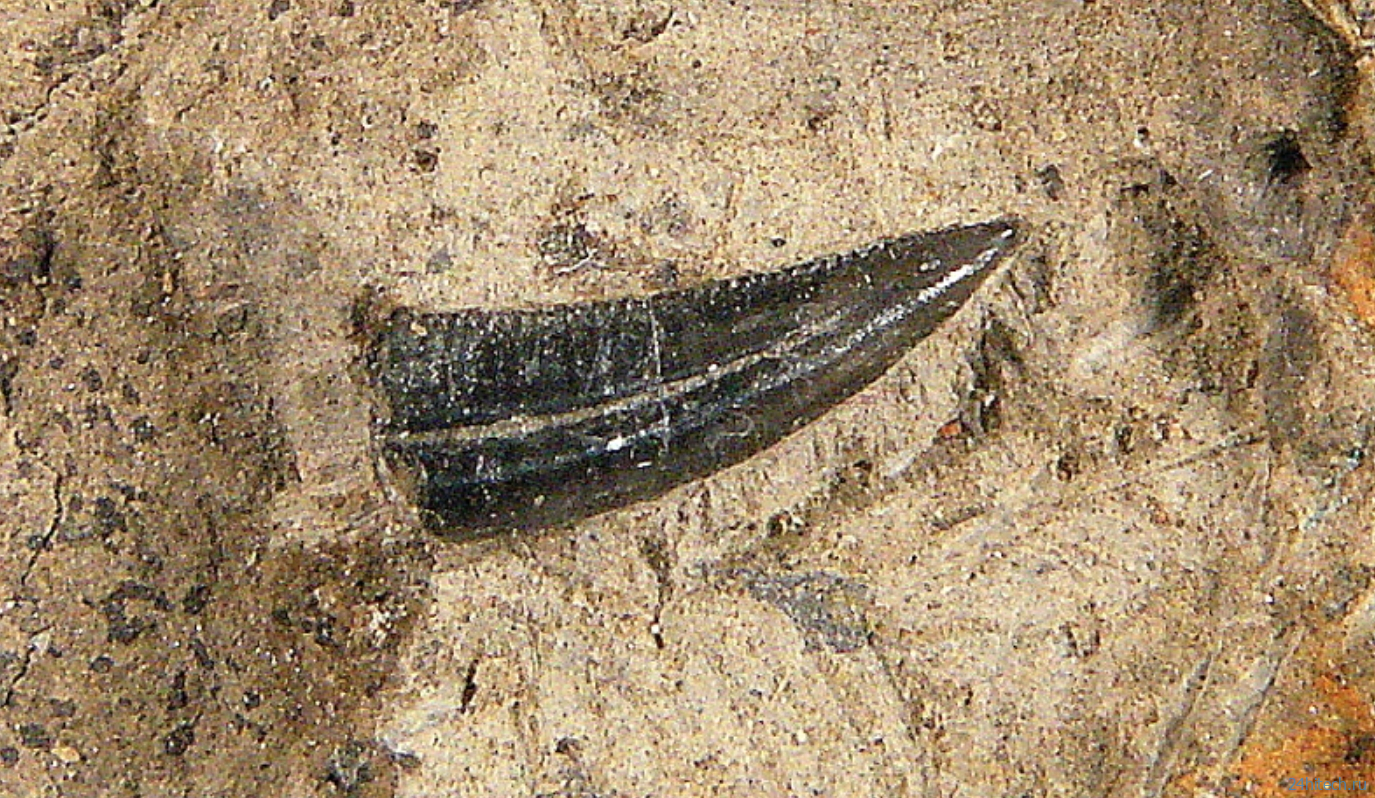 Какие динозавры были ядовитыми? Какие динозавры были ядовитыми?