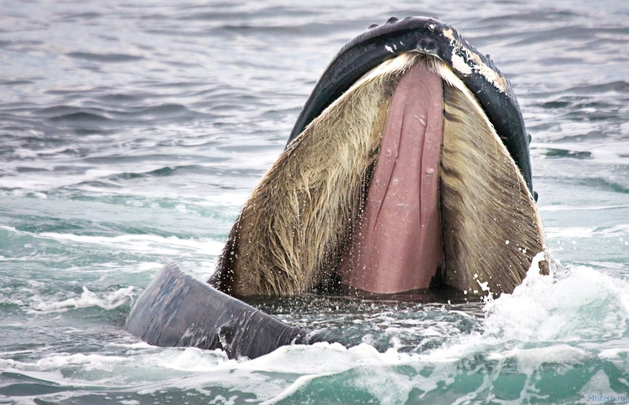 Что будет, если кит проглотит человека: реальные истории Что будет, если кит проглотит человека: реальные истории