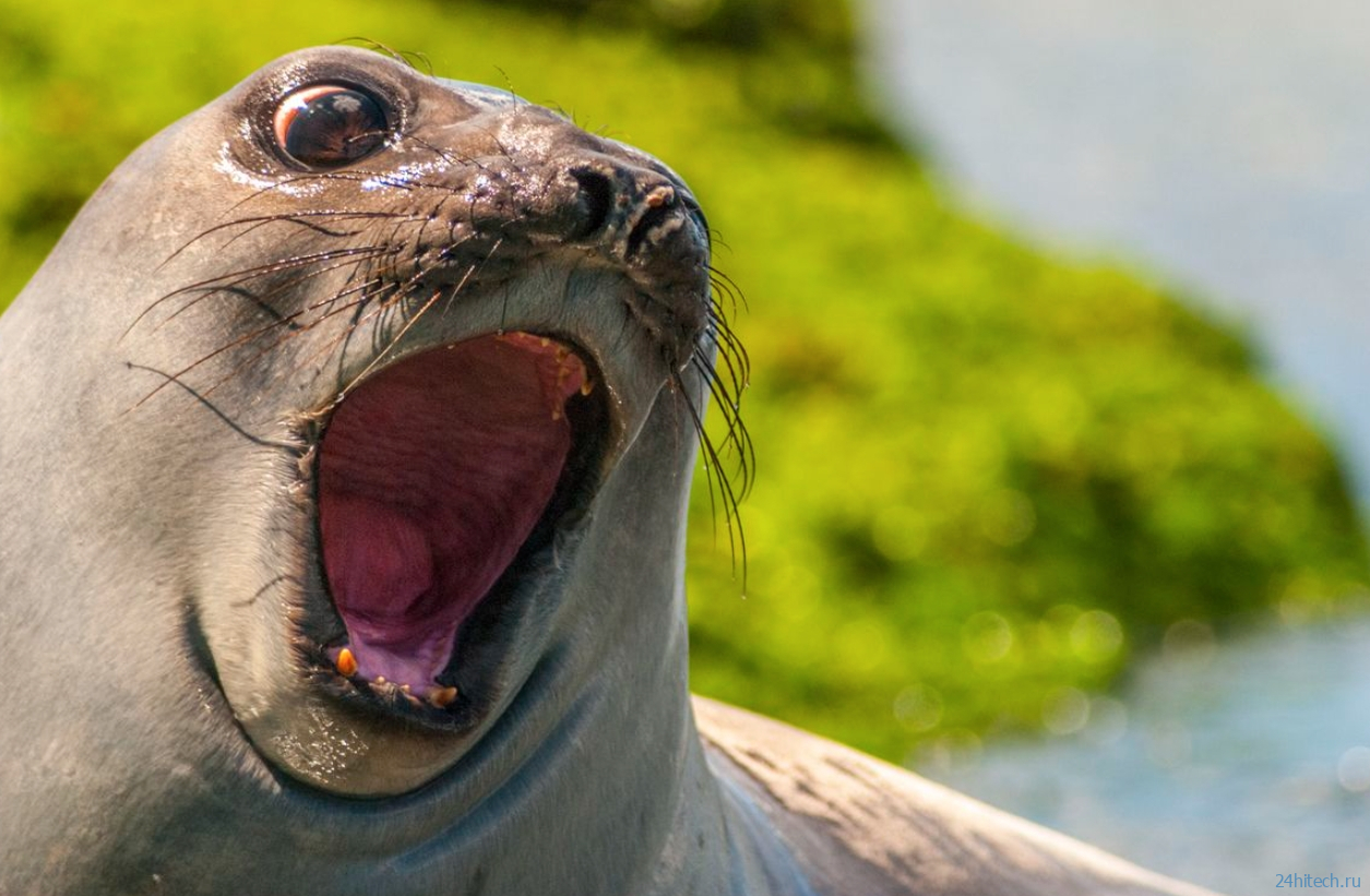 Почему тюлени хлопают себя по животу? Почему тюлени хлопают себя по животу?