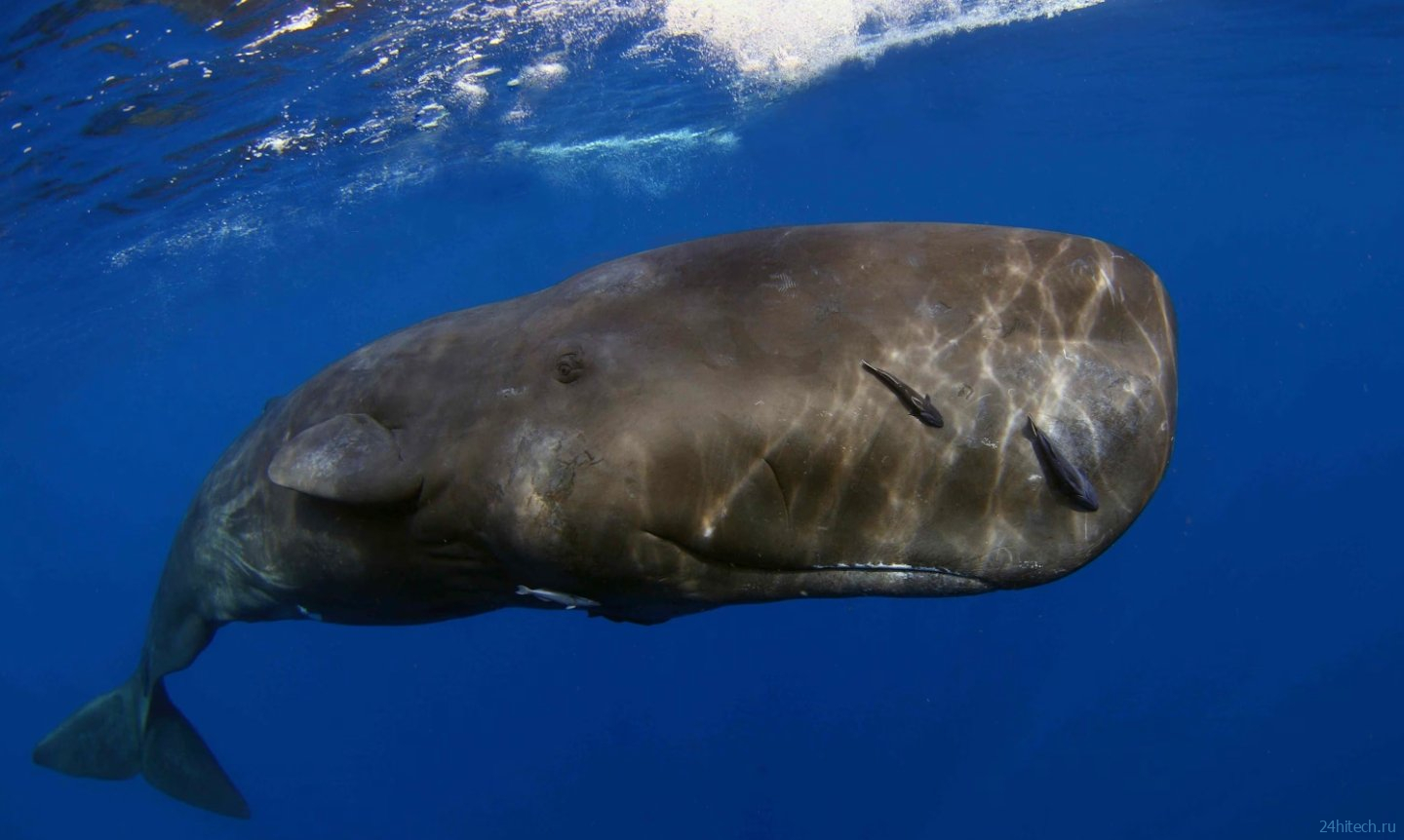 Что будет, если кит проглотит человека: реальные истории Что будет, если кит проглотит человека: реальные истории