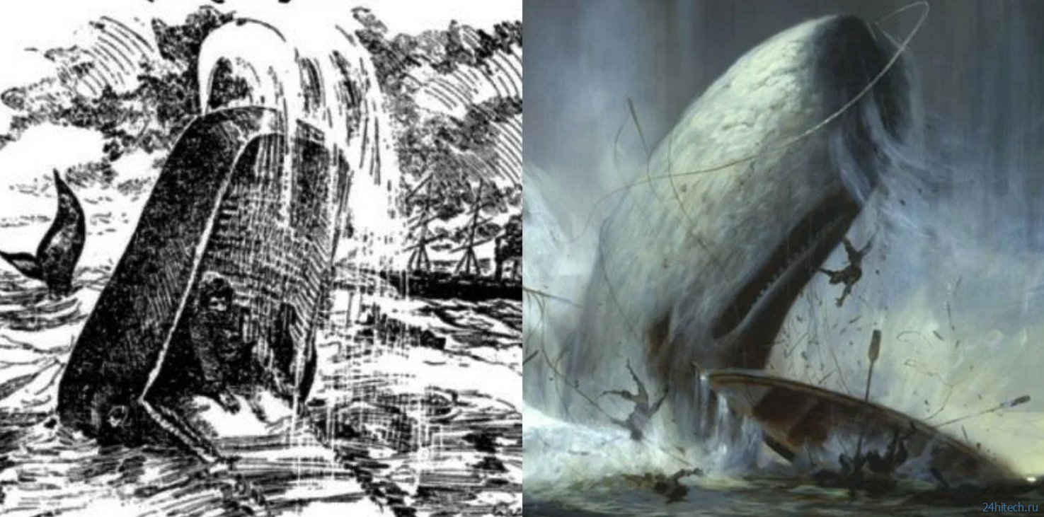 Что будет, если кит проглотит человека: реальные истории Что будет, если кит проглотит человека: реальные истории