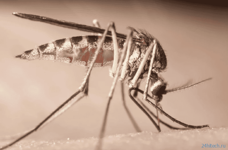 Как хоботок комара и 3D-печать изменят медицину и промышленность будущего Как хоботок комара и 3D-печать изменят медицину и промышленность будущего