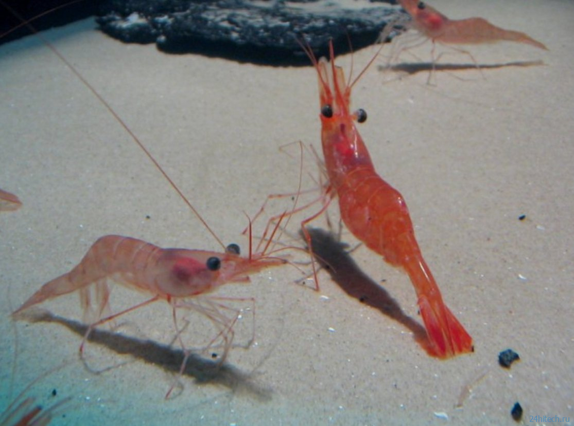 5 животных, которые не чувствуют боли: вы удивитесь, кто в списке 5 животных, которые не чувствуют боли: вы удивитесь, кто в списке