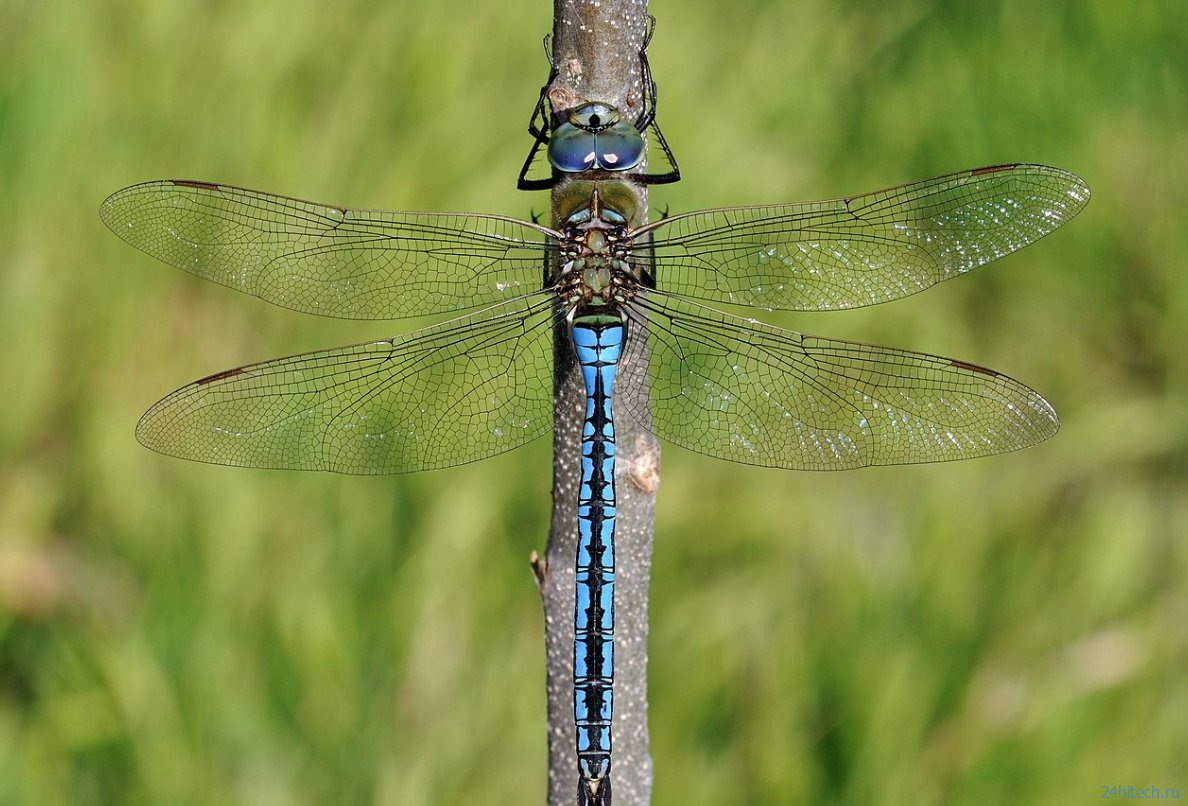 5 животных, которые не чувствуют боли: вы удивитесь, кто в списке 5 животных, которые не чувствуют боли: вы удивитесь, кто в списке