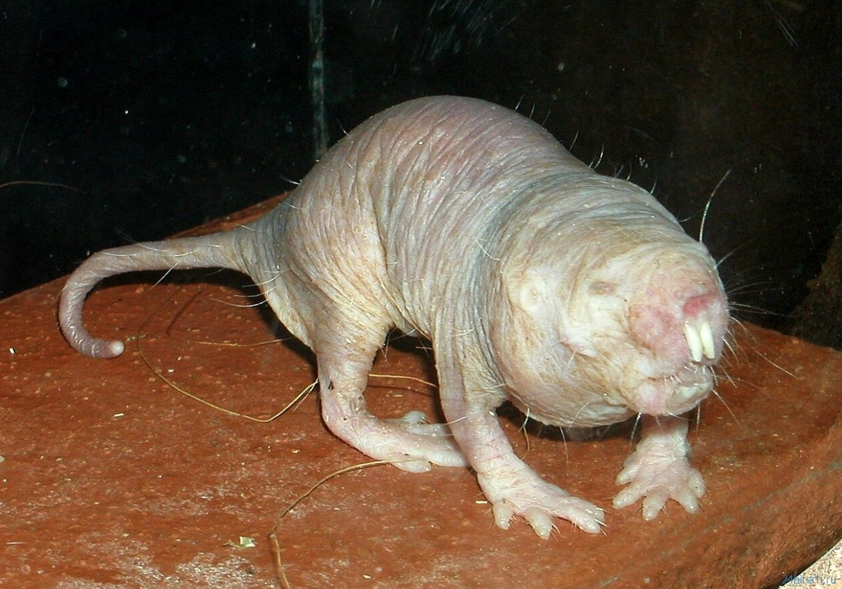 5 животных, которые не чувствуют боли: вы удивитесь, кто в списке 5 животных, которые не чувствуют боли: вы удивитесь, кто в списке