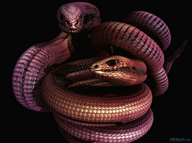 Эти ящерицы меняют фундаментальный закон эволюции Эти ящерицы меняют фундаментальный закон эволюции