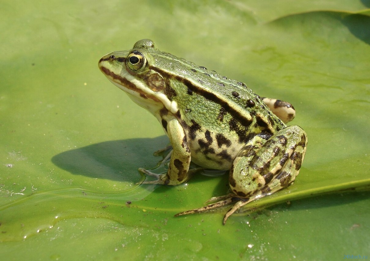 5 животных, которые не чувствуют боли: вы удивитесь, кто в списке 5 животных, которые не чувствуют боли: вы удивитесь, кто в списке