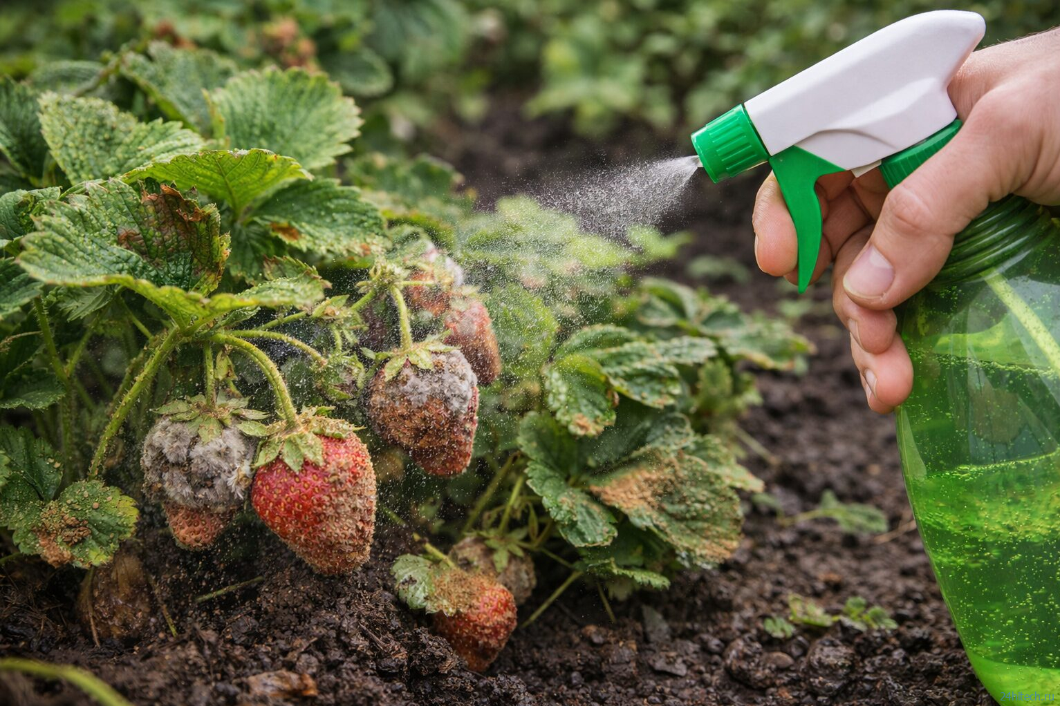 6 неожиданных способов применения корицы в саду и огороде 6 неожиданных способов применения корицы в саду и огороде