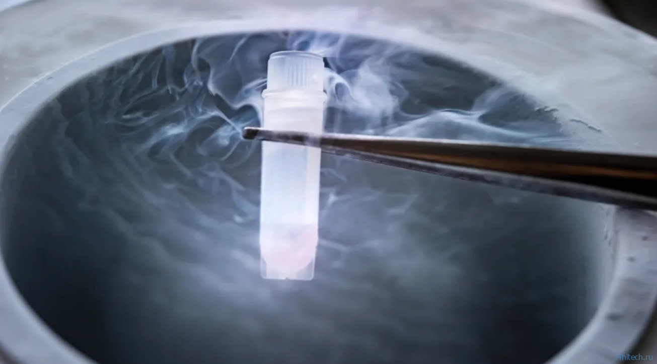 Ученые оживили замороженный мозг мыши. В будущем мы сможем воскрешать людей? Ученые оживили замороженный мозг мыши. В будущем мы сможем воскрешать людей?