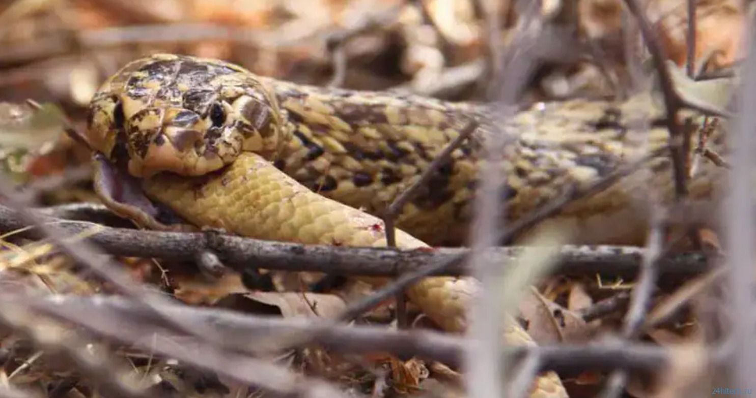 Каннибализм у змей: почему они едят друг друга чаще, чем мы могли представить Каннибализм у змей: почему они едят друг друга чаще, чем мы могли представить