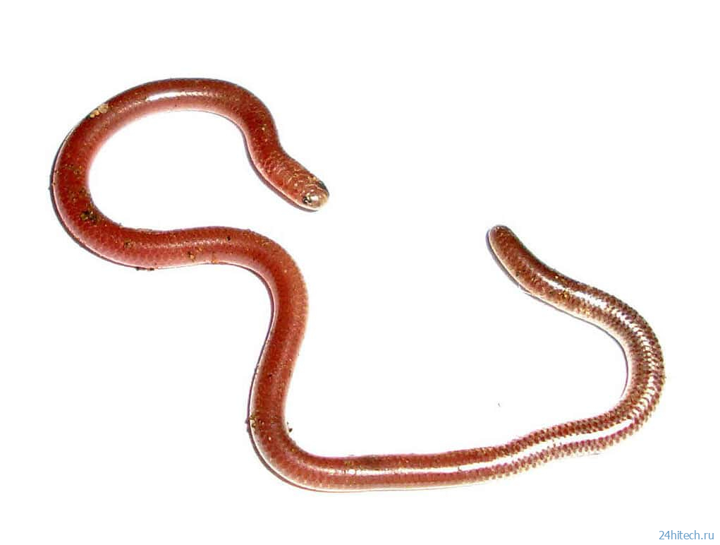 Каннибализм у змей: почему они едят друг друга чаще, чем мы могли представить Каннибализм у змей: почему они едят друг друга чаще, чем мы могли представить