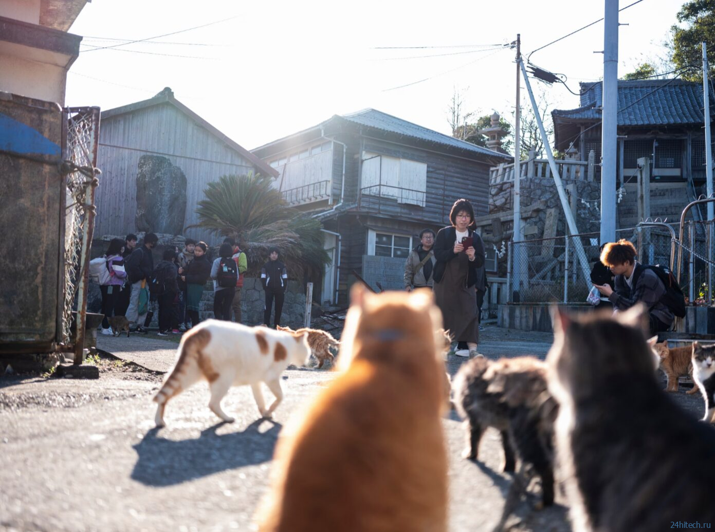 Остров кошек в Японии: Аосима, где кошек больше людей Остров кошек в Японии: Аосима, где кошек больше людей