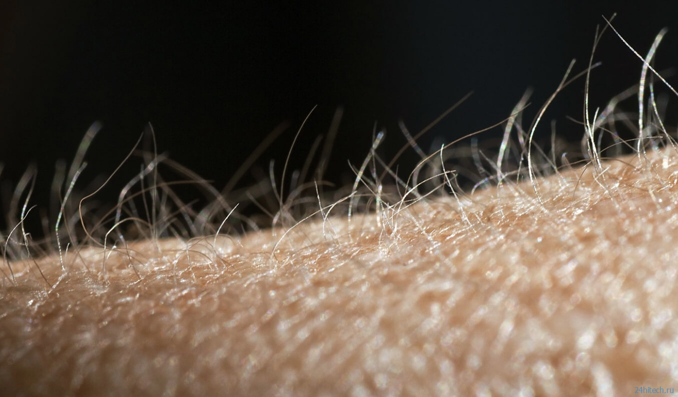 Открыто новое свойство волос на теле человека — это часть наших органов чувств Открыто новое свойство волос на теле человека — это часть наших органов чувств