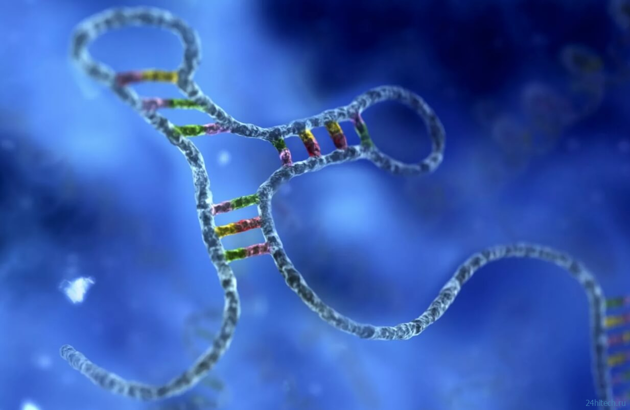 Открыто новое свойство волос на теле человека — это часть наших органов чувств Открыто новое свойство волос на теле человека — это часть наших органов чувств