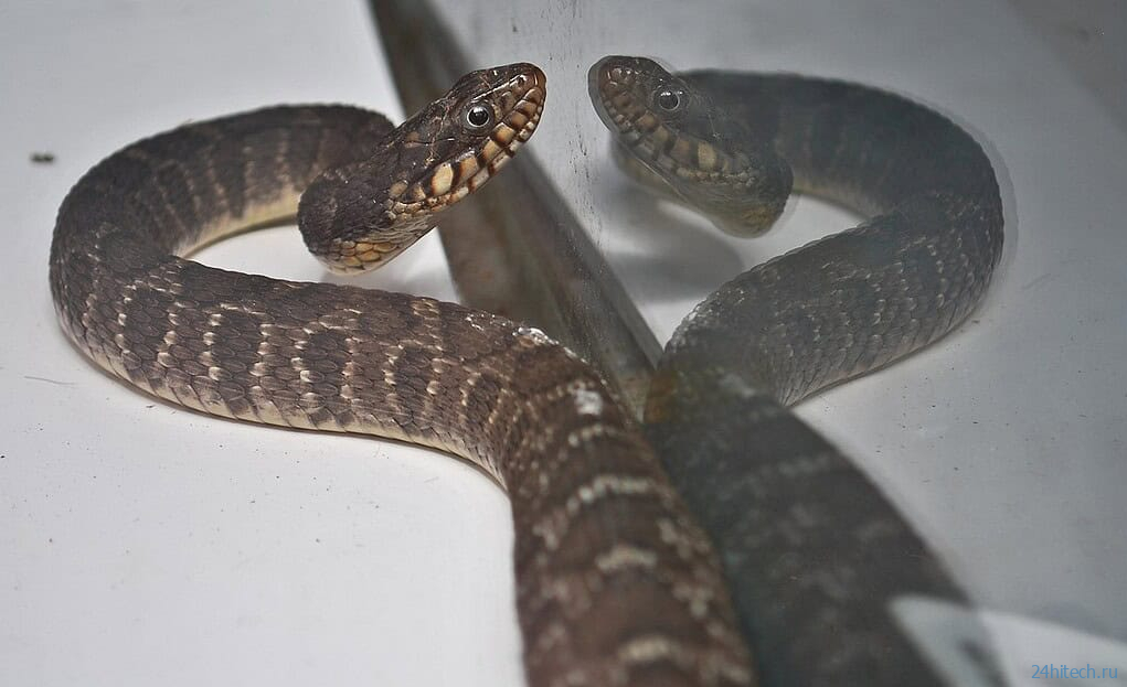 Каннибализм у змей: почему они едят друг друга чаще, чем мы могли представить Каннибализм у змей: почему они едят друг друга чаще, чем мы могли представить