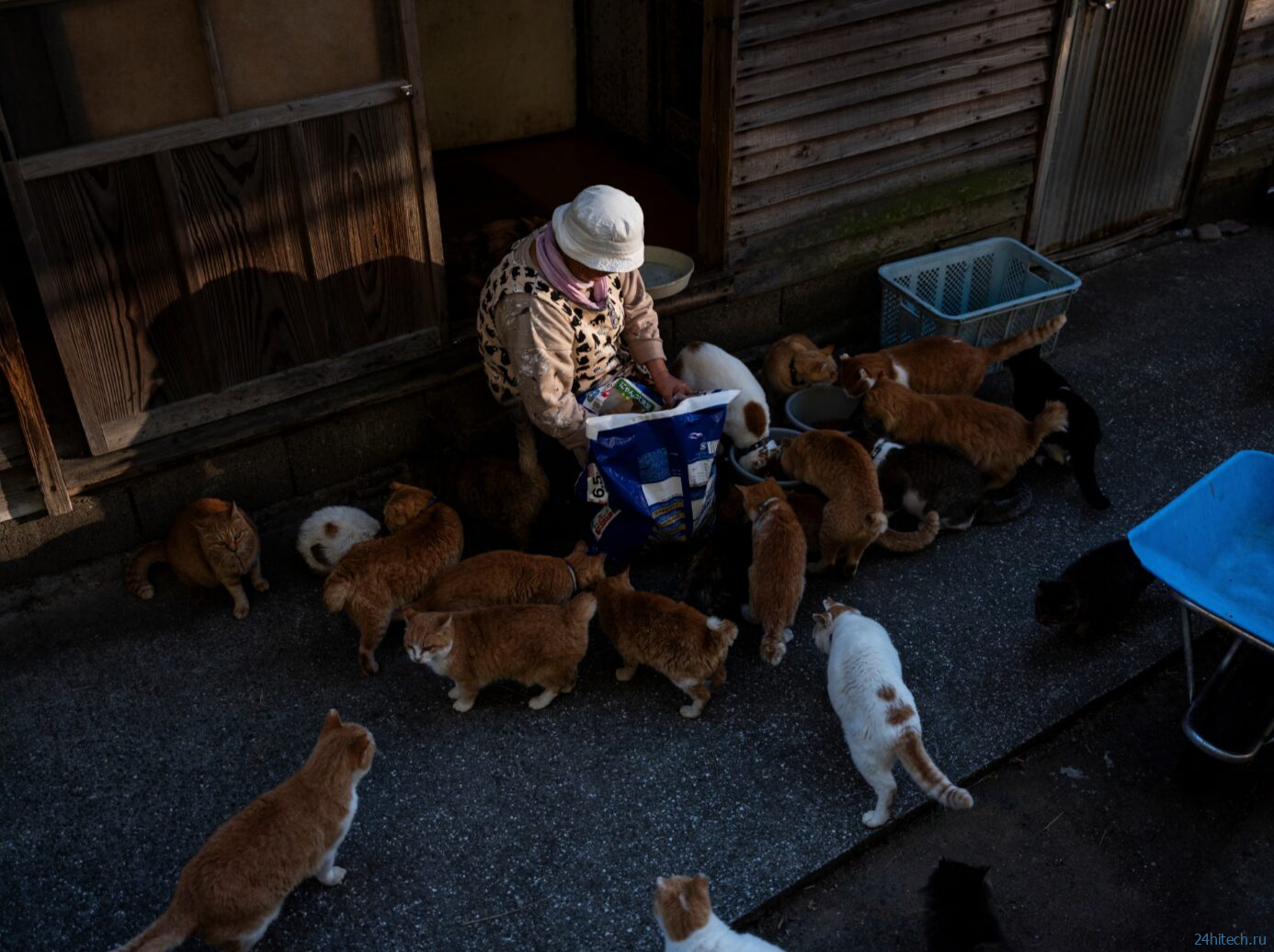 Остров кошек в Японии: Аосима, где кошек больше людей Остров кошек в Японии: Аосима, где кошек больше людей