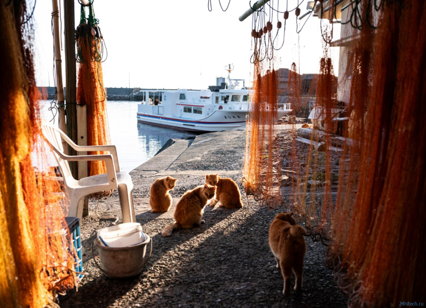 Остров кошек в Японии: Аосима, где кошек больше людей Остров кошек в Японии: Аосима, где кошек больше людей