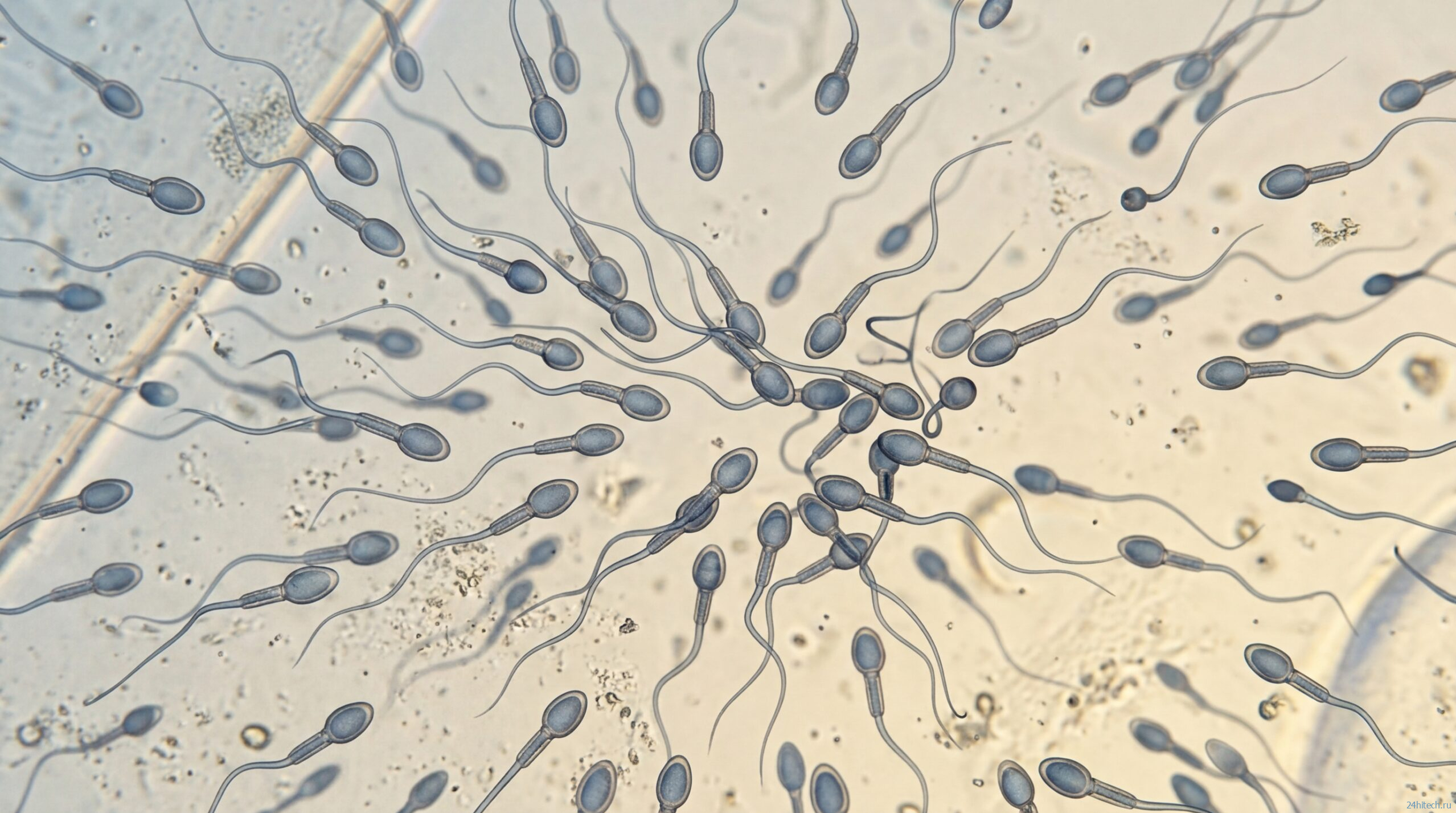 Почему сперматозоиды теряются в невесомости: колонизация Марса под угрозой? Почему сперматозоиды теряются в невесомости: колонизация Марса под угрозой?