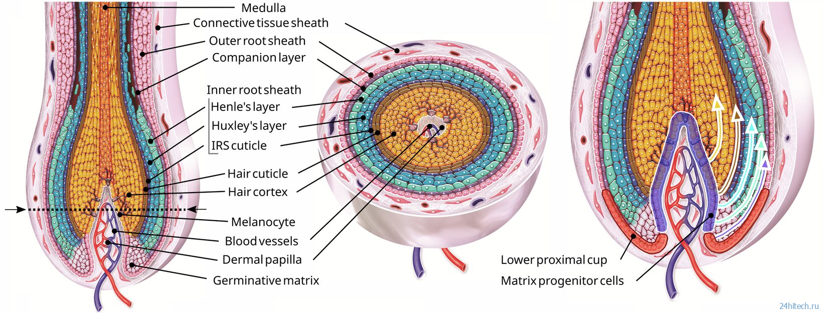 Как на самом деле растут волосы и почему мы ошибались Как на самом деле растут волосы и почему мы ошибались