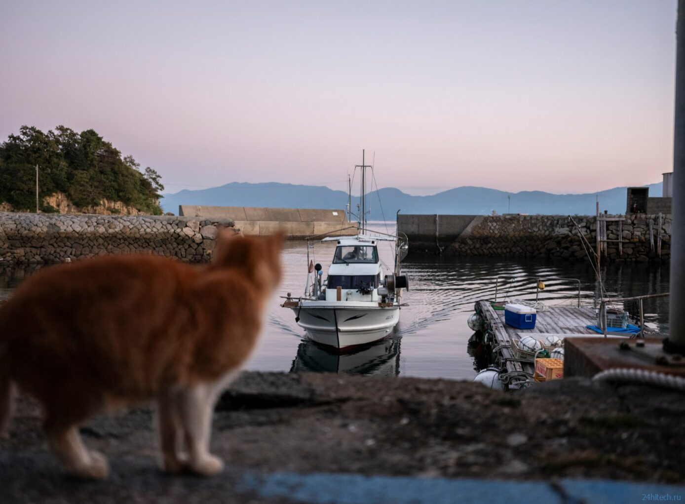 Остров кошек в Японии: Аосима, где кошек больше людей Остров кошек в Японии: Аосима, где кошек больше людей